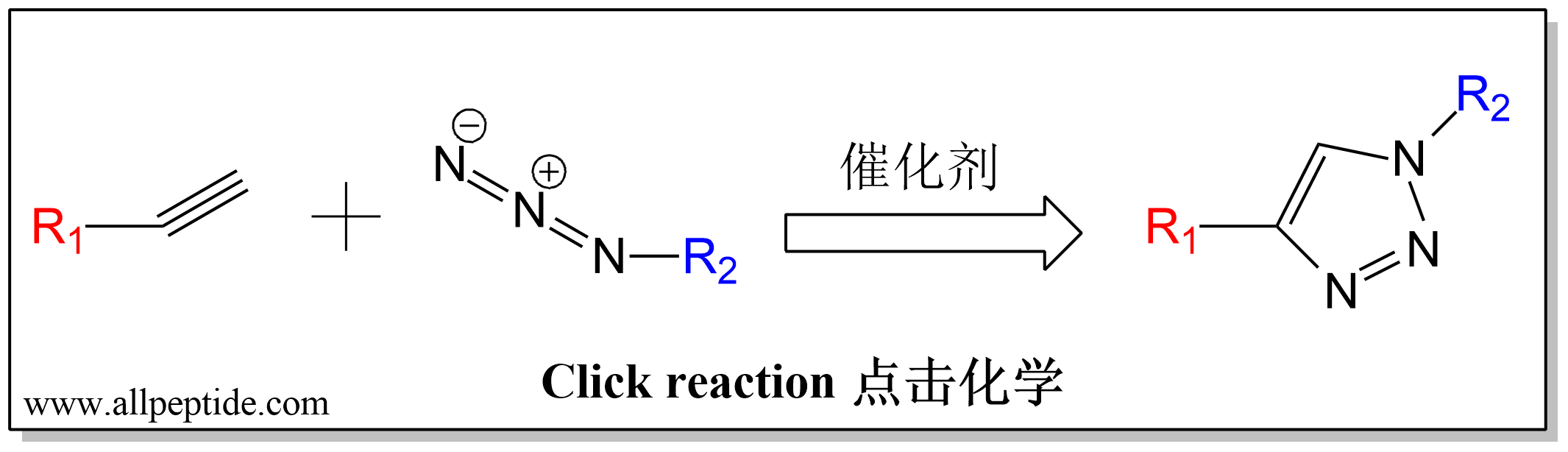 點(diǎn)擊化學(xué)如何在多肽結(jié)構(gòu)中運(yùn)用？